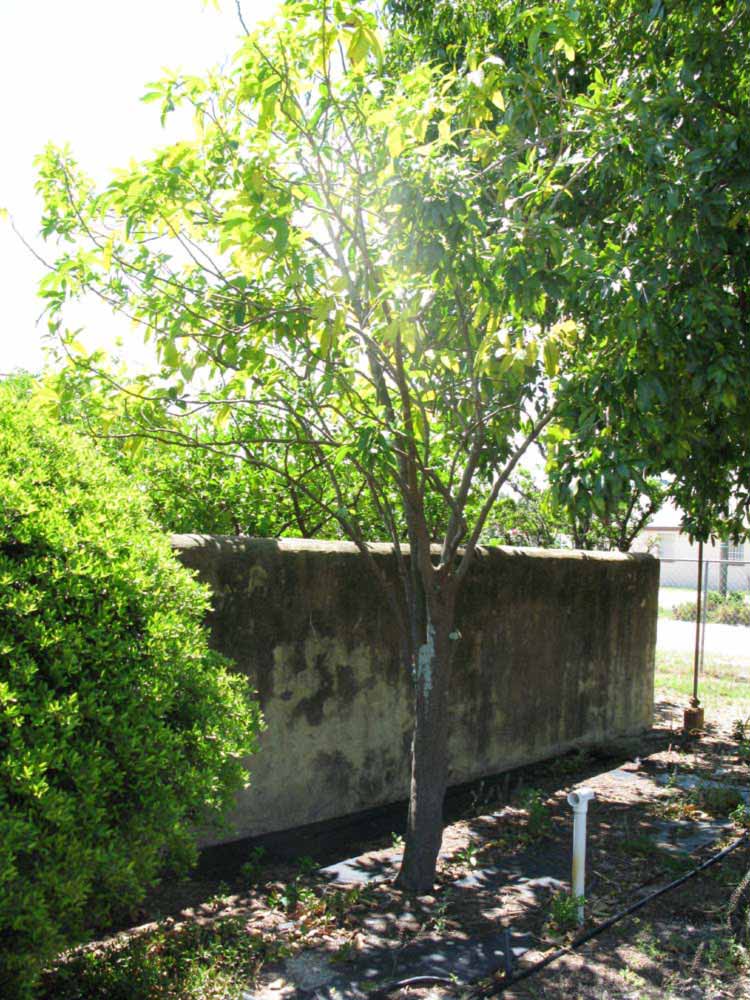            Habit (Winter Haven, FL)   